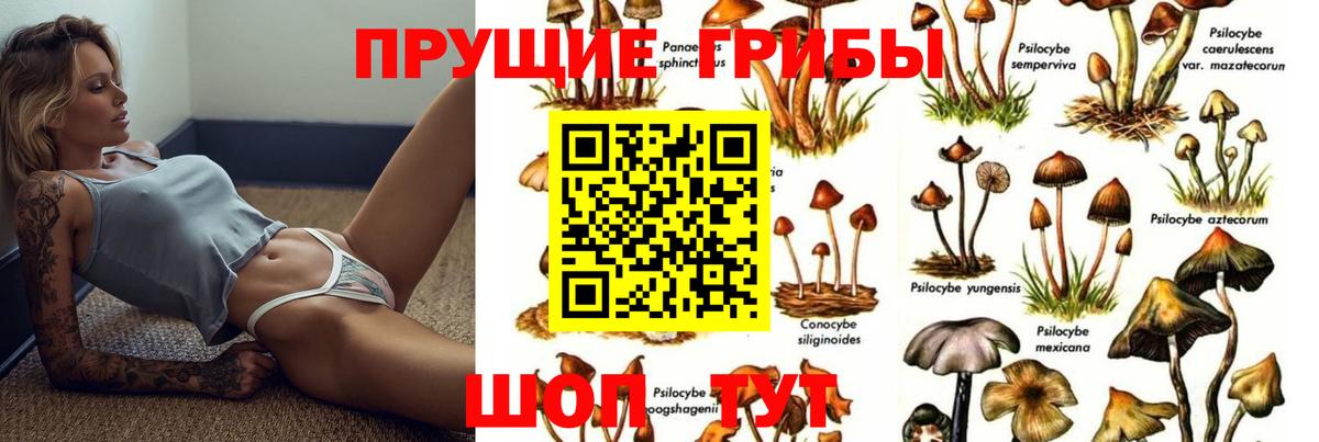 Елизово  Псилоцибиновые грибы Cubensis  Вход с VPN 